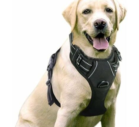 découvrez comment choisir le meilleur harnais pour gros chien en 2025 : critères essentiels, confort, sécurité et conseils pour offrir à votre compagnon la promenade idéale.