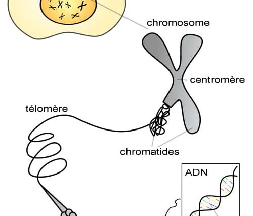 découvrez comment identifier le père sans recourir à un test de paternité, en explorant les méthodes légales et les indices cliniques disponibles.